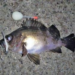 メバルの気持ちは分からない・・・